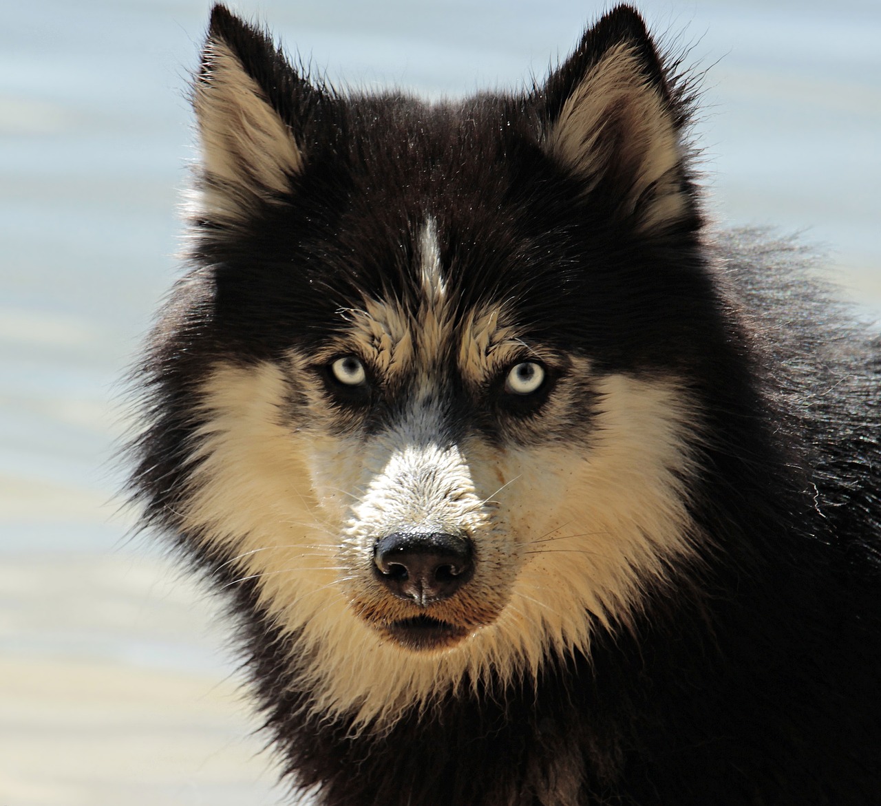 Why Alaskan Malamutes Are Ideal for Active Owners